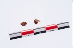 Foto von Bernsteinringperle (NHMW-PRAE-035763)